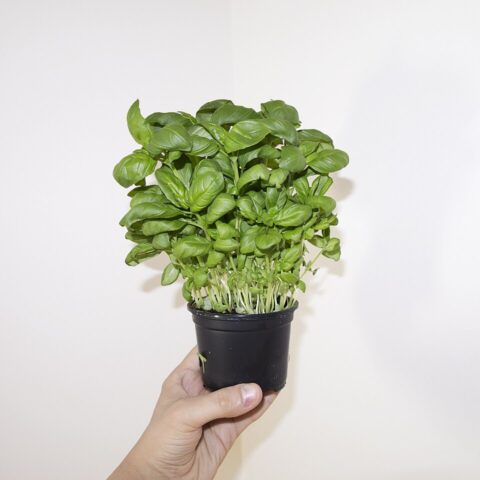 Fresh Farms Fresh Herbs Basil 0.5 oz — front of pack