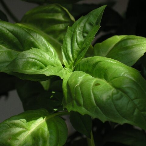 Fresh Farms Fresh Herbs Basil 2-Pack — front of pack